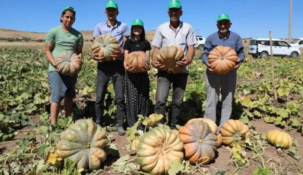 4.000 tonu aşkın hasat yapılıyor! Elazığ’da yeni dönem başladı