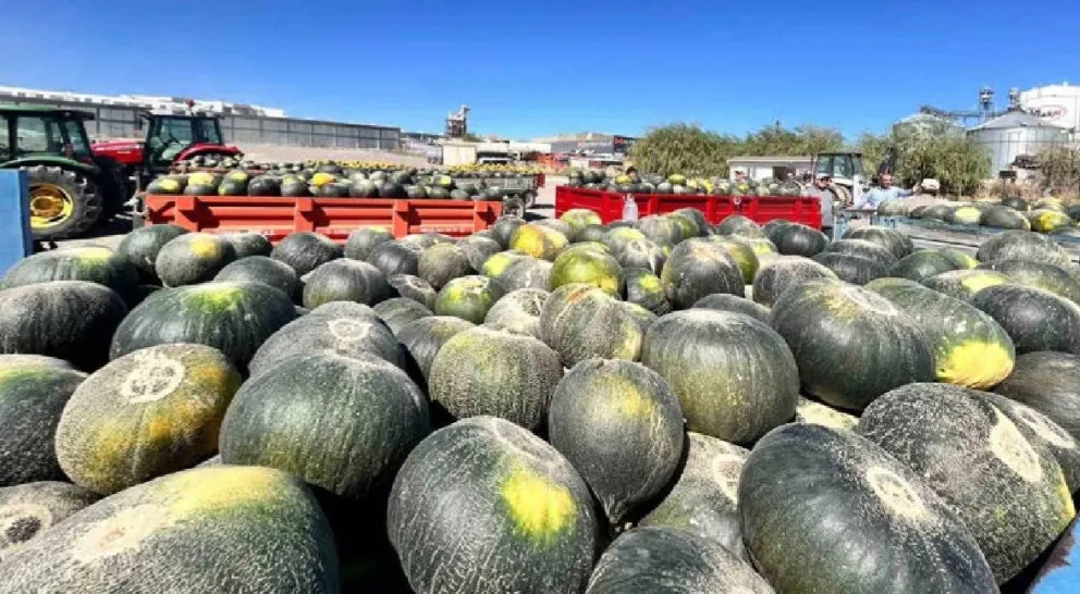 Ankara’da ata tohumundan üretiliyor! Tonlarca rekolte beklentili hasat başladı