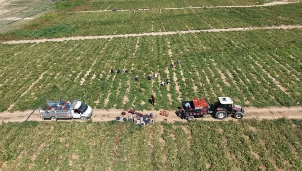 7.000 dönümde 20.000 ton rekolte bekleniyor! Elazığ’da organik hasat başladı