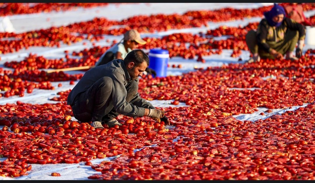 Türkiye'deki lezzet dünyayı fethetti! 91 ülkeye gönderildi: Kasaya servet girdi